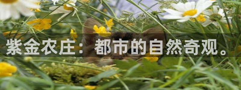 天辰彩票娱乐