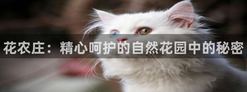 天辰天辰娱乐